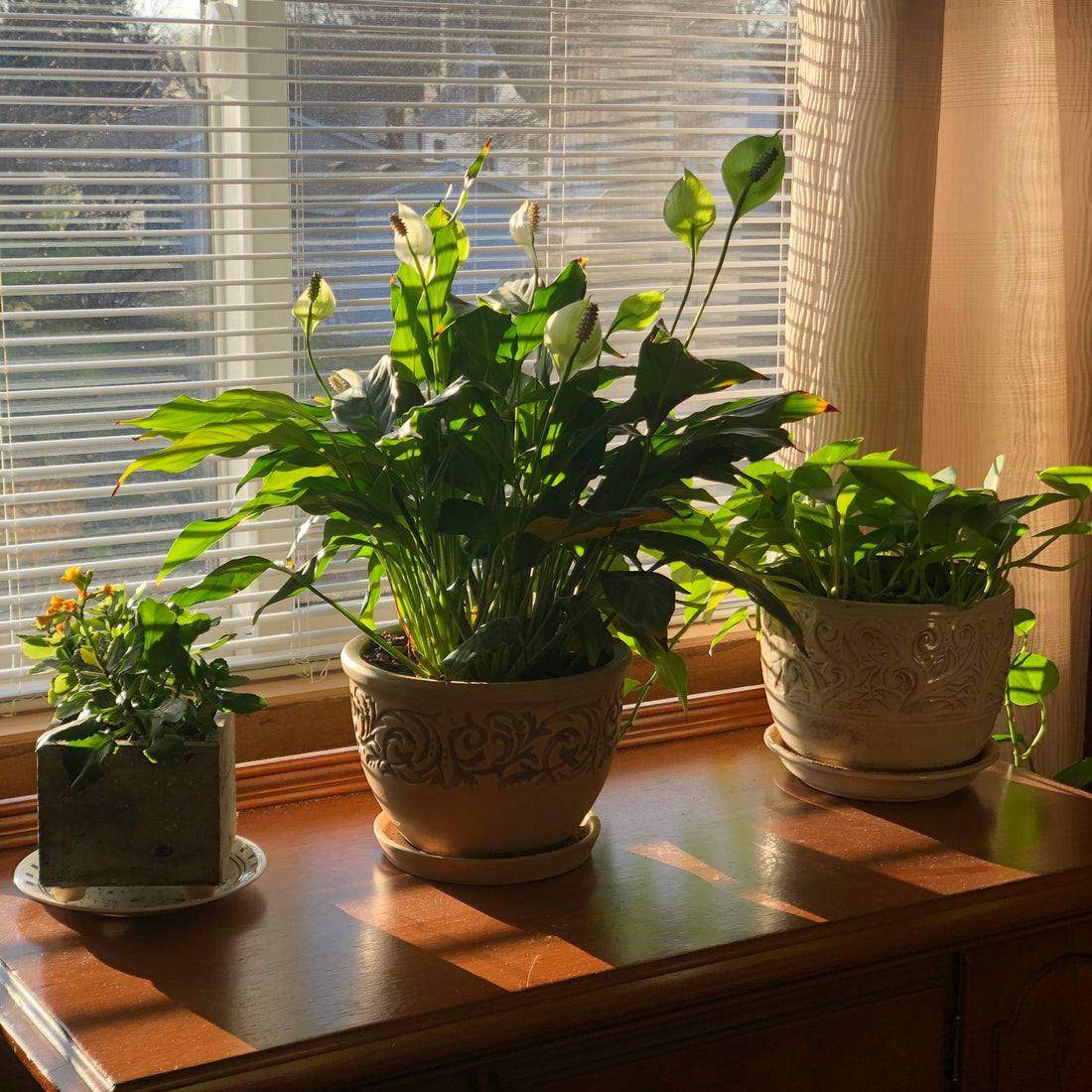 The Silent Art of Minimalism: Why Planters Speak Louder Than Words