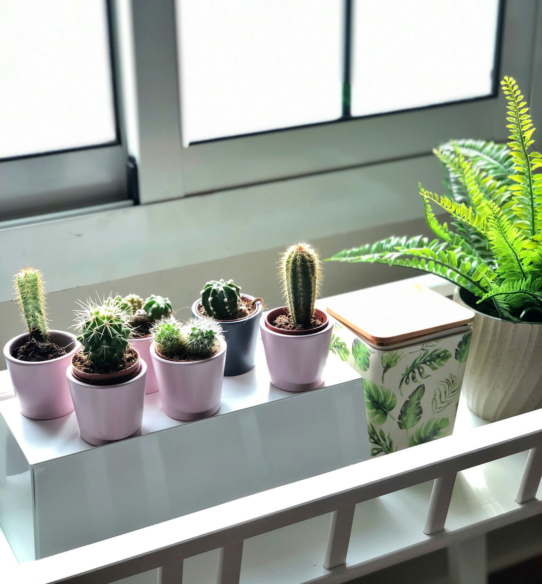 Rooted in Style: How Pots & Planters Can Breathe Life into Your Home