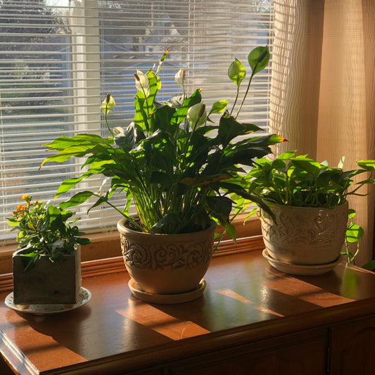 The Silent Art of Minimalism: Why Planters Speak Louder Than Words