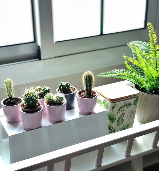 Rooted in Style: How Pots & Planters Can Breathe Life into Your Home