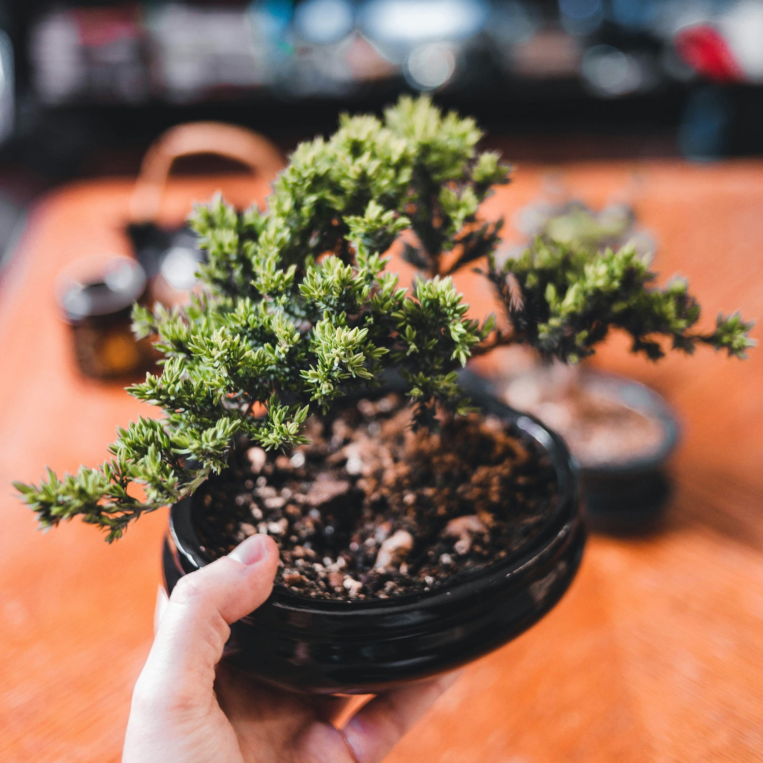 Pots & Planters
